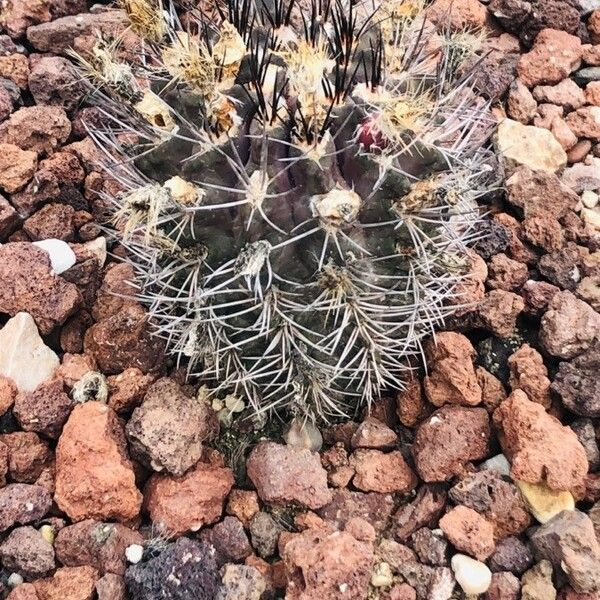 Eriosyce paucicostata