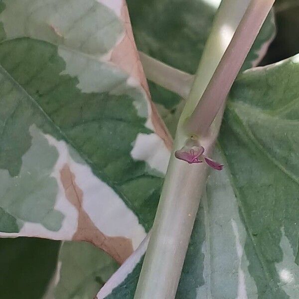 Ipomoea batatas Kora