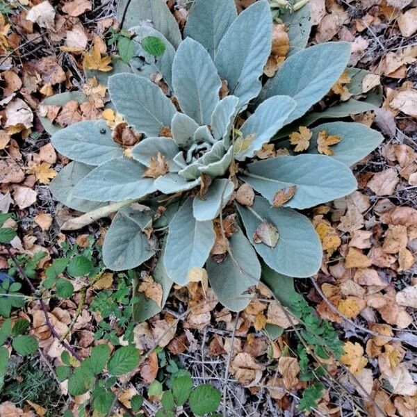 Verbascum boerhavii Лист