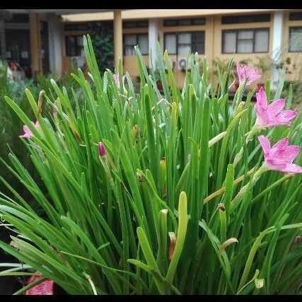 Zephyranthes rosea Flower