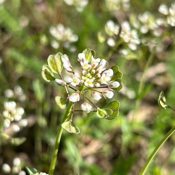 Noccaea perfoliata Flor