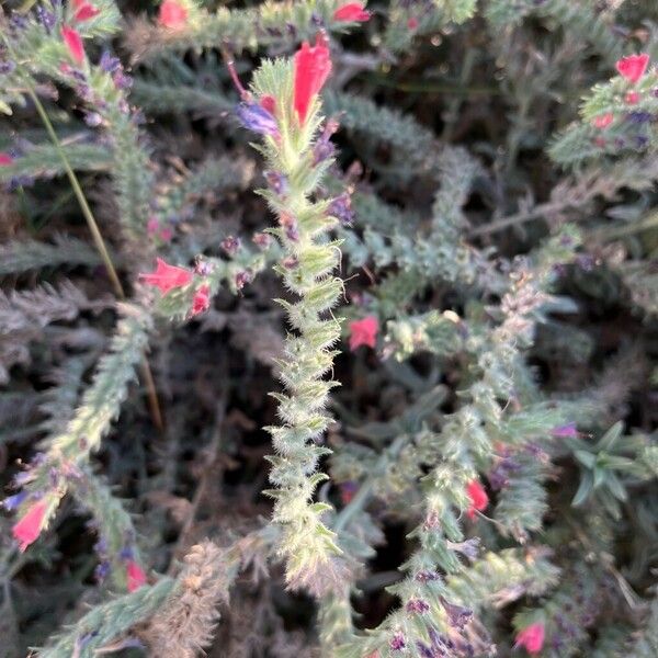 Echium angustifolium Floro