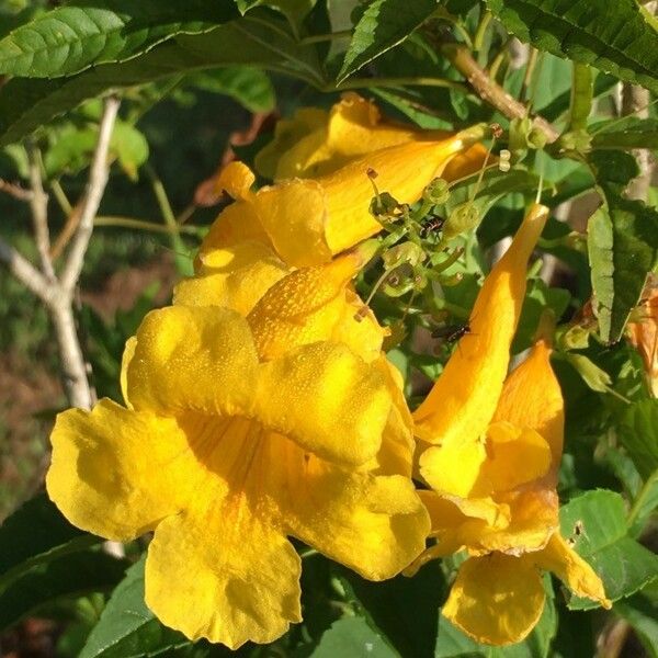 Tecoma stans Flower