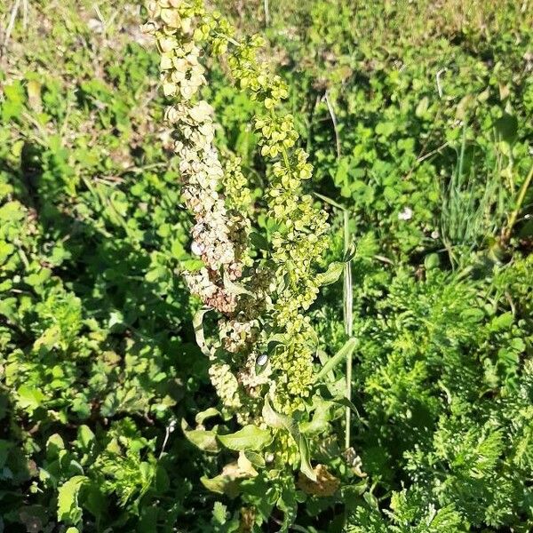 Rumex crispus ᱛᱟᱦᱮᱸ