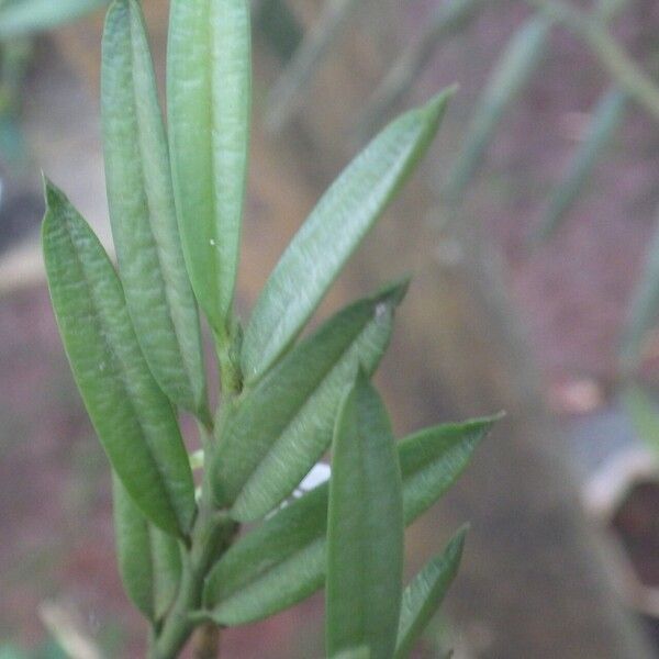 Afropectinariella pungens Leaf