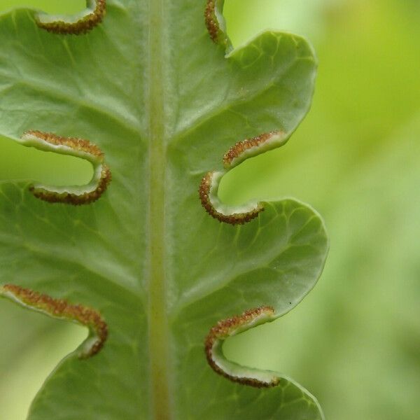 Histiopteris incisa Leaf