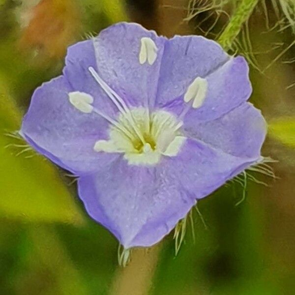 Evolvulus alsinoides Flower