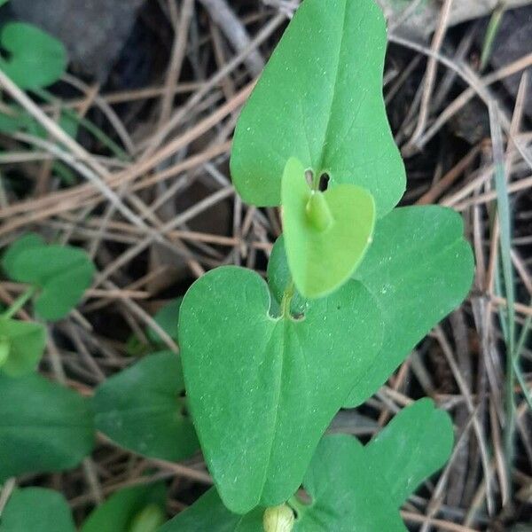 Aristolochia paucinervis Blad