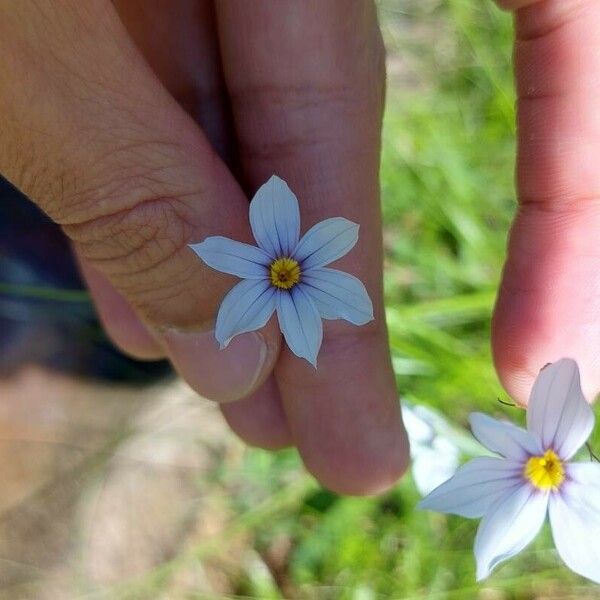 Sisyrinchium angustifolium Квітка