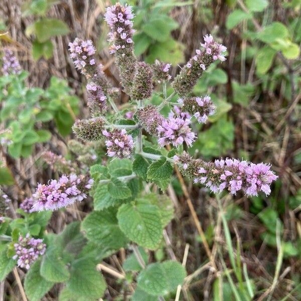 Mentha × villosa Blomma