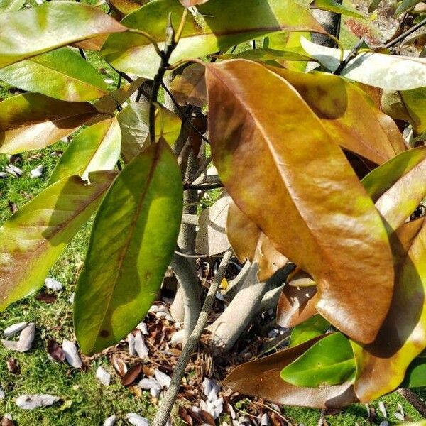 Magnolia virginiana Frunză