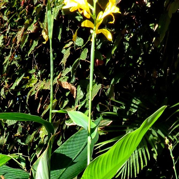 Canna glauca ᱛᱟᱦᱮᱸ