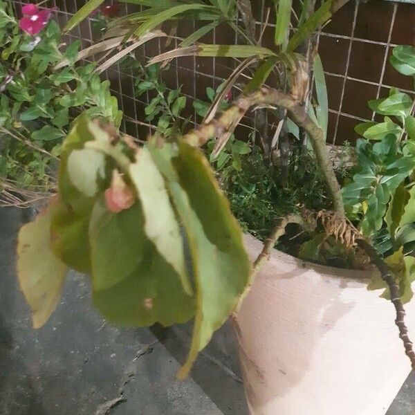 Begonia coccinea Leaf