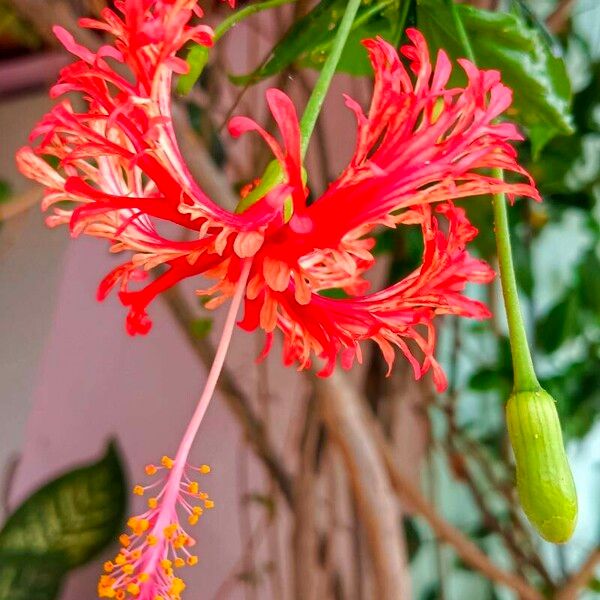 Hibiscus schizopetalus Floro
