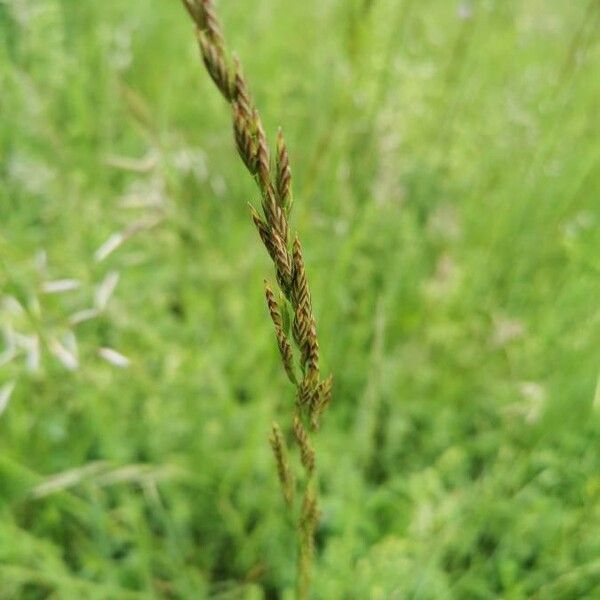 Poa compressa Leaf