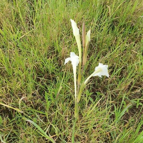 Gladiolus gunnisii Flor