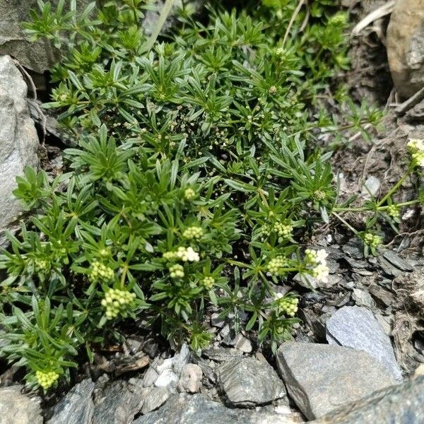 Galium anisophyllon 花