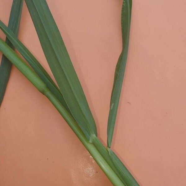 Eragrostis racemosa Лист