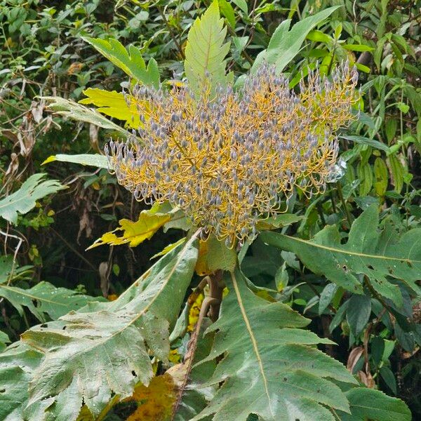 Bocconia frutescens Blüte