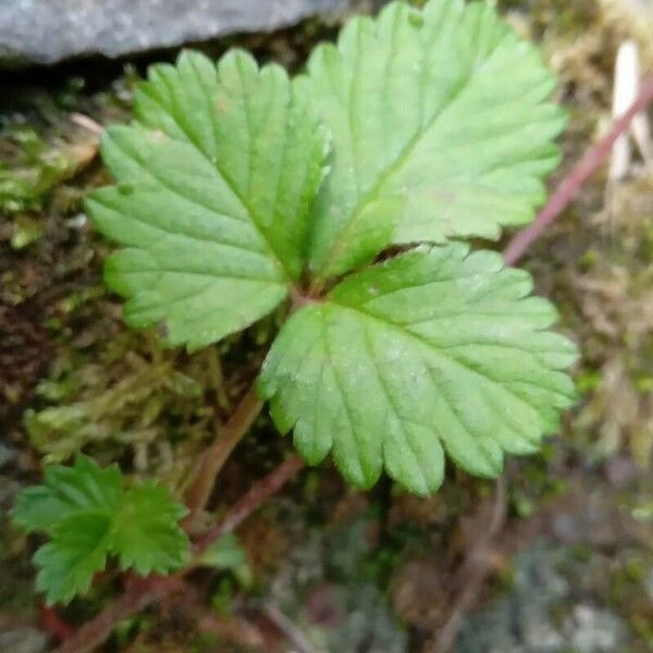 Potentilla indica برگ