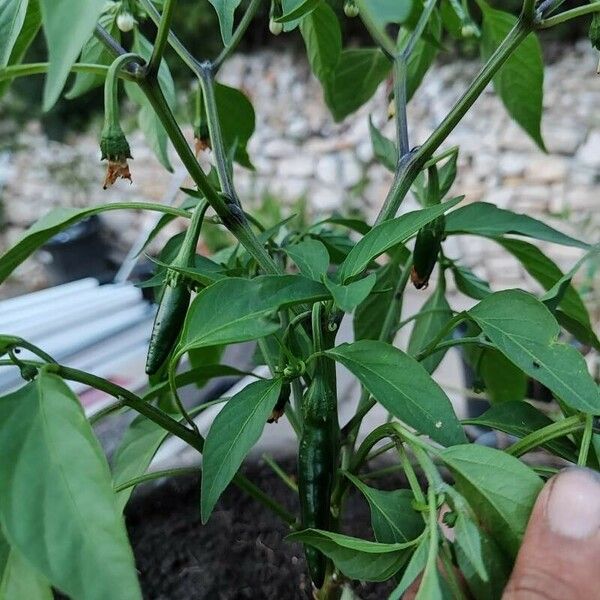 Capsicum frutescens Fruit