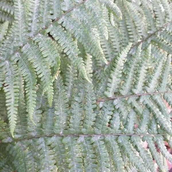 Dryopteris wallichiana পাতা