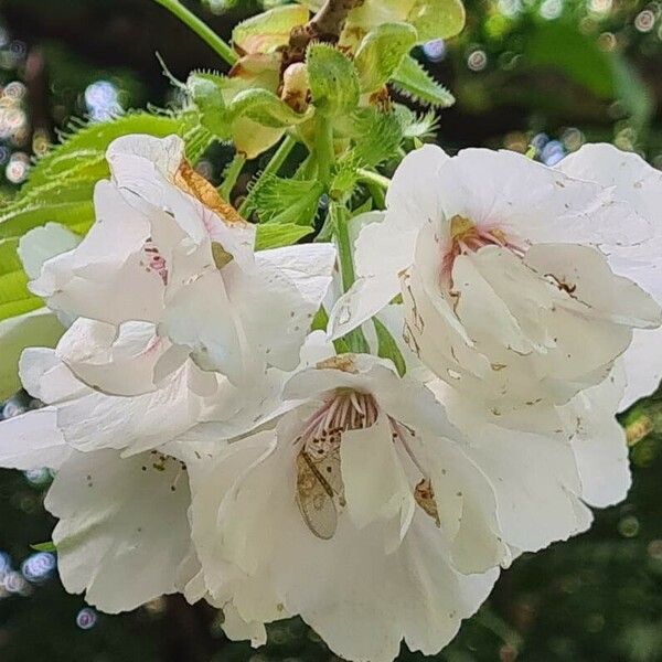 Prunus × gondouinii Flower