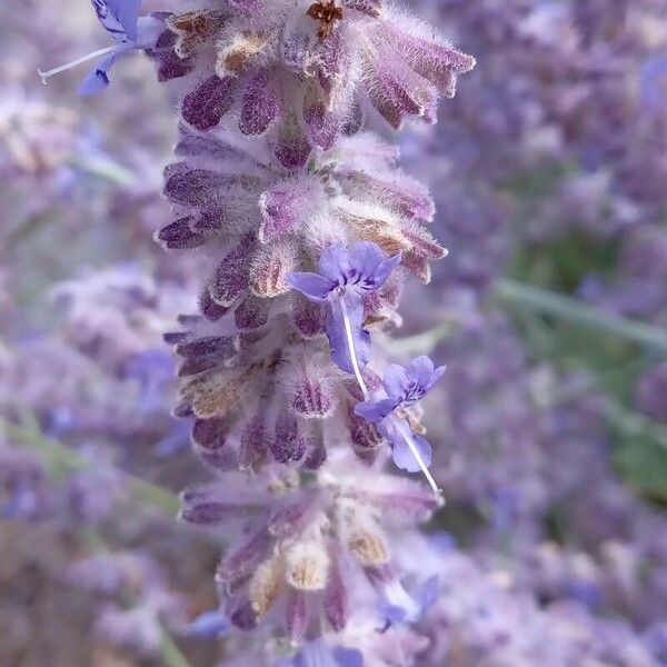 Perovskia atriplicifolia Flor