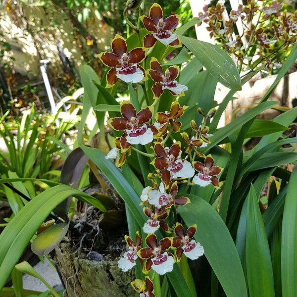 Dendrobium heterocarpum Flor