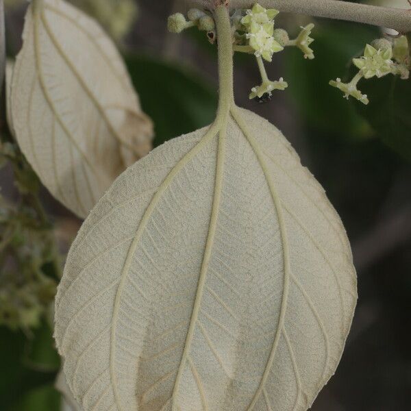 Ziziphus mauritiana Leaf