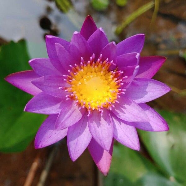 Nymphaea nouchali Flower