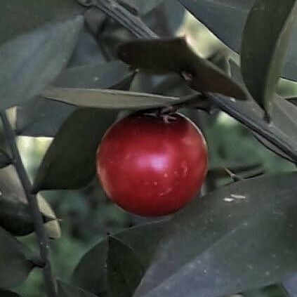 Ruscus aculeatus Fruit