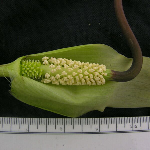 Arisaema tortuosum 形态