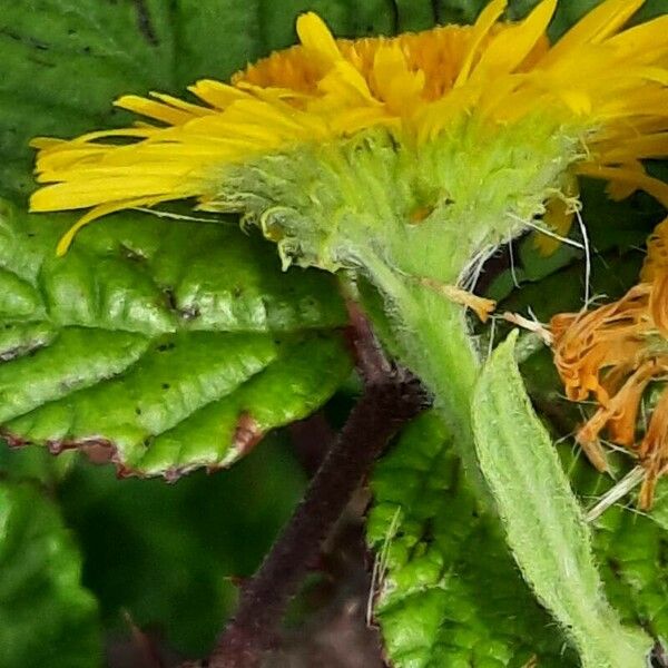 Pulicaria dysenterica Fiore