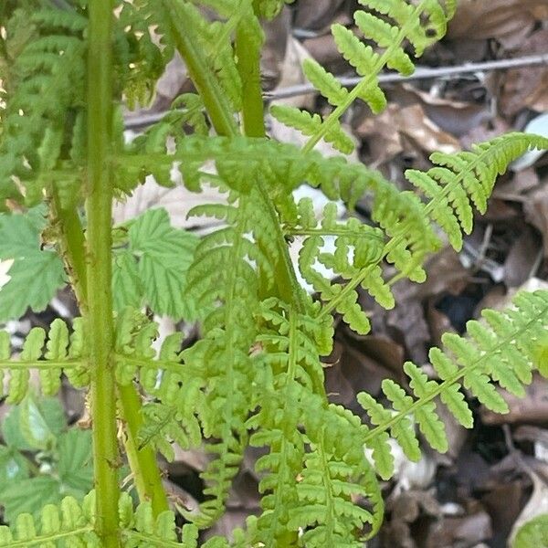 Athyrium filix-femina Fuelha