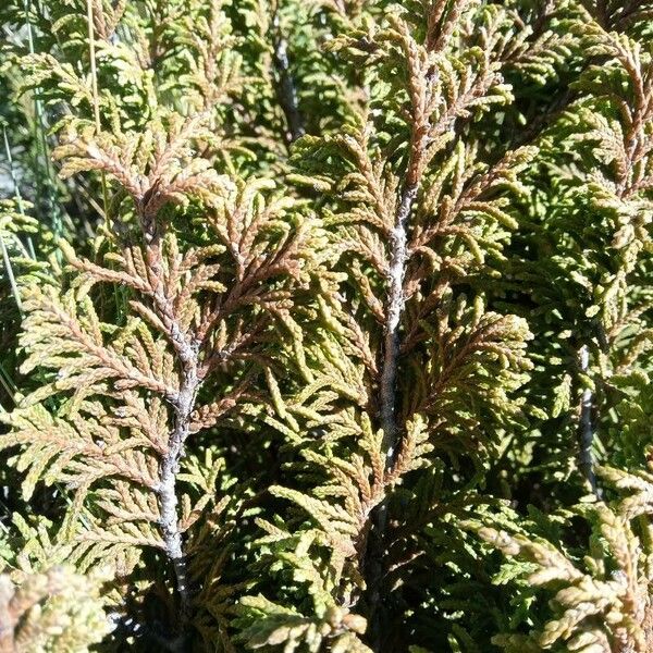 Juniperus monticola Leaf