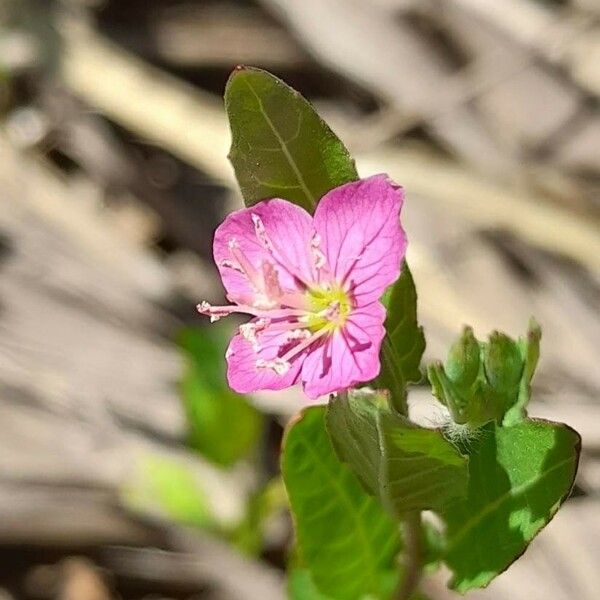 Oenothera rosea 花