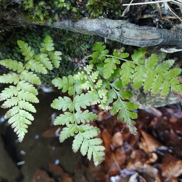 Cystopteris fragilis Лист