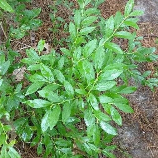 Vaccinium angustifolium পাতা