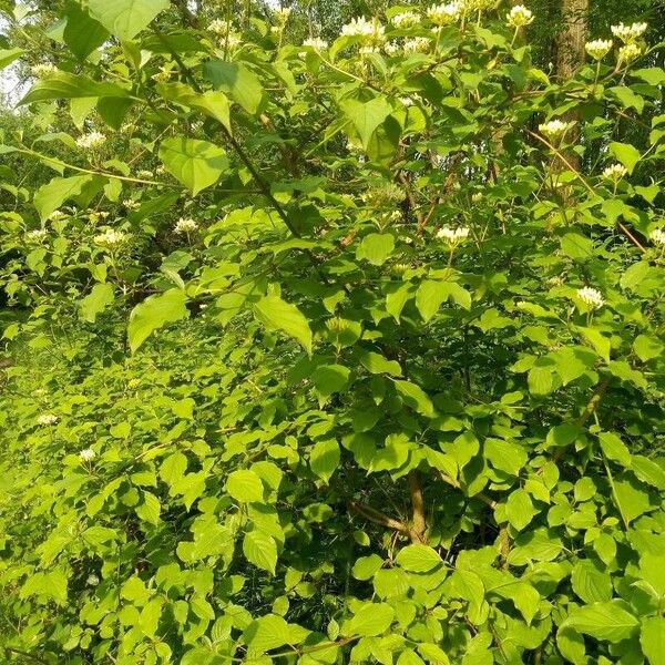 Cornus sanguinea Buveinė