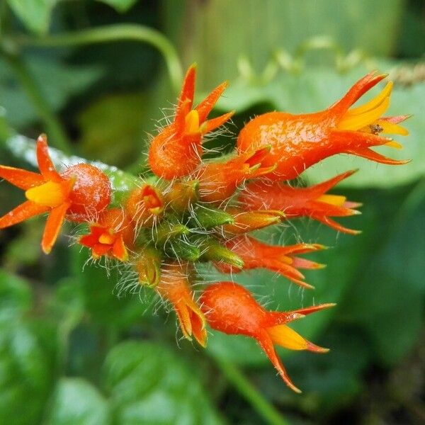 Gurania bignoniacea Blüte