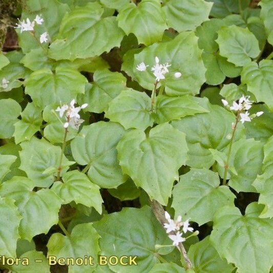 Circaea alpina Outro