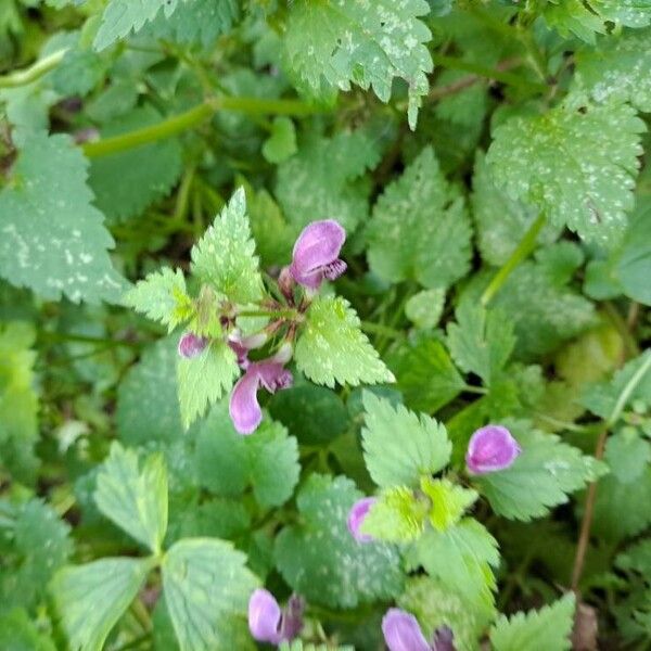 Lamium maculatum Flower