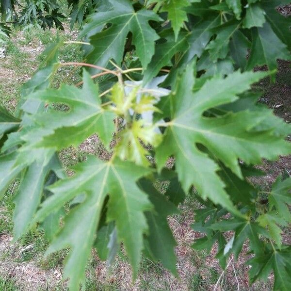 Acer saccharinum Folio