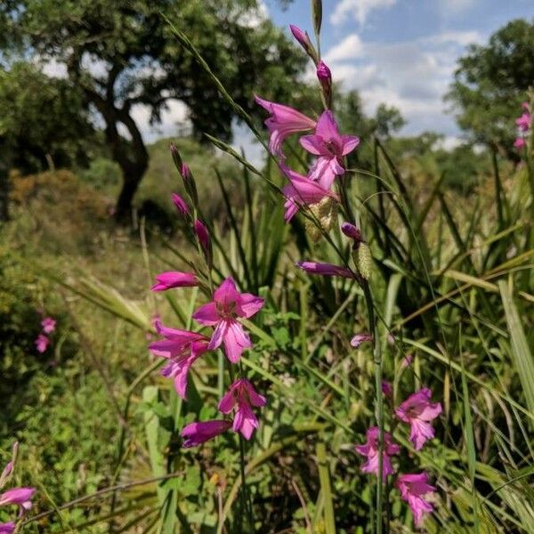 Gladiolus italicus Blüte