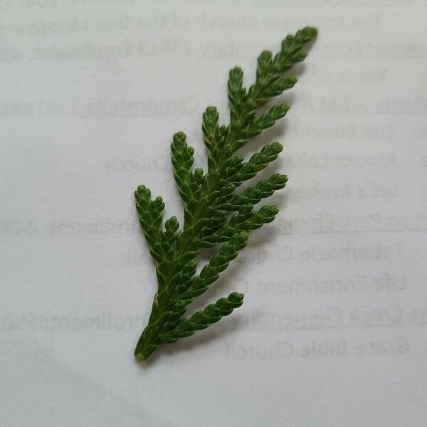 Thuja plicata Blatt