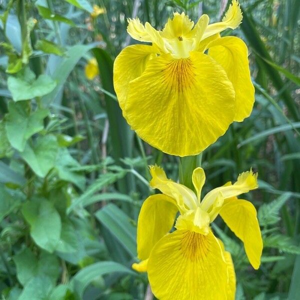 Iris pseudacorus Лист