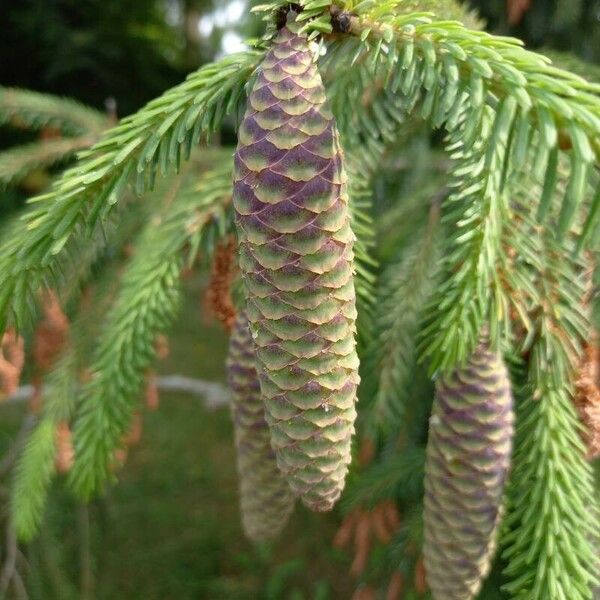 Picea brachytyla Gyümölcs