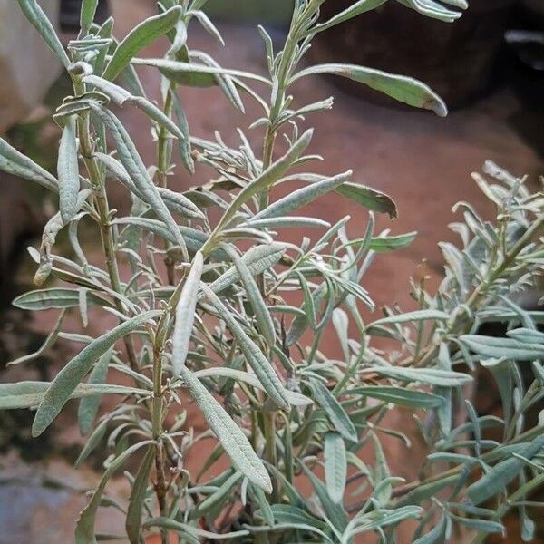 Lavandula latifolia 葉