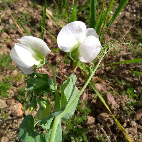 Pisum sativum Blomst